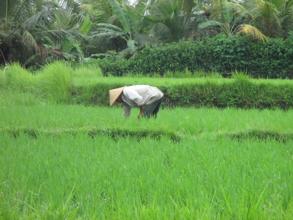 Ancut Sari Hotell Ubud Exteriör bild