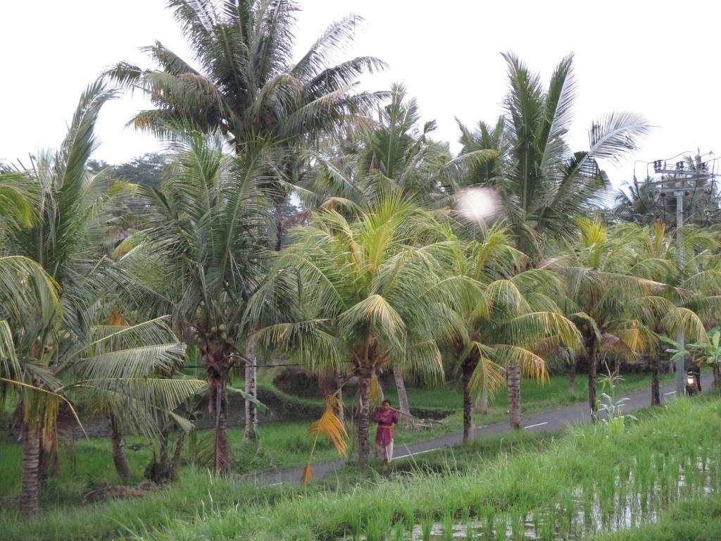 Ancut Sari Hotell Ubud Exteriör bild